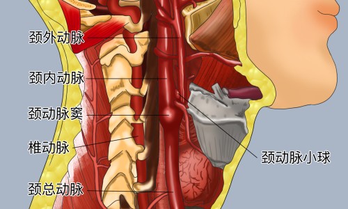 散寒乌头散功效和作用-权威光遇墓土城堡在哪里平台,分享专业散寒乌头散功效和作用知识_散寒乌头散功效网