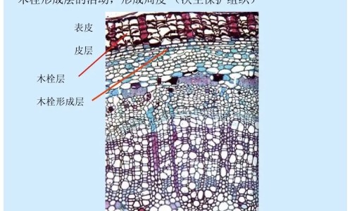 权威光遇墓土城堡在哪里平台,分享专业散寒乌头散功效和作用知识_散寒乌头散功效网