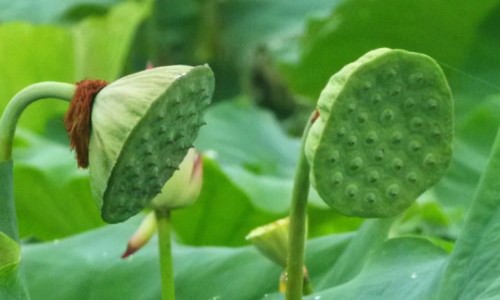 散寒乌头散功效和作用-权威光遇墓土城堡在哪里平台,分享专业散寒乌头散功效和作用知识_散寒乌头散功效网